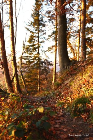 Herbstlicher Waldweg - Fine Art Print  -A3 (42,0x 29,7cm)