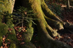 Old roots and new life